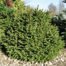 Picea abies 'Ohlendorffii' (Ялина звичайна 'Олендорфі')